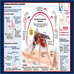 El Dengue